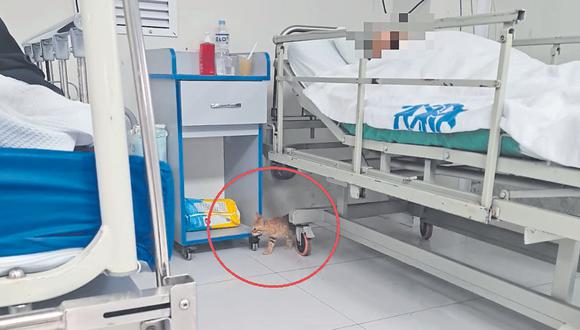 Decano de los veterinarios pide que se realicen alianzas para esterilizar a los felinos y director de nosocomio dice que hacen gestiones para impulsar adopción de animales.
