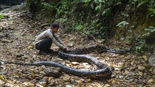 Encuentran el cuerpo de una desaparecida dentro de una pitón en Indonesia