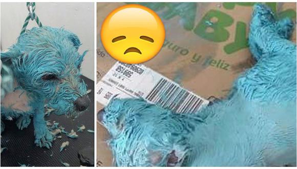 Triste final de perrita bañada en pintura azul y apuñalada conmueve Facebook (FOTOS)