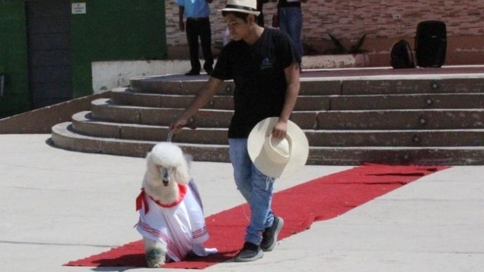 Mascotas lucen llamativos disfraces durante desfile por Fiestas Patrias (FOTOS Y VIDEO)