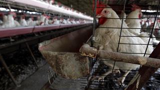 Senasa registra dos brotes de gripe aviar y granjas deben vacunar aves