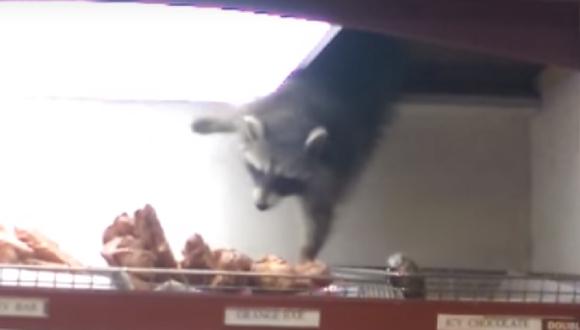 YouTube: mapache muestra impresionante talento para robar donuts