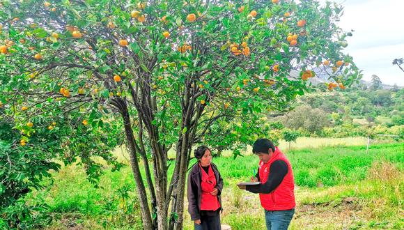 Agricultura sana y libre de efectos en Ayacucho
