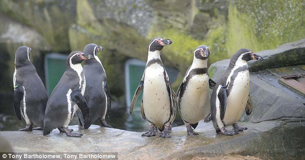 Inglaterra: Pingüinos peruanos reciben pastillas para superar depresión en acuario (Video)