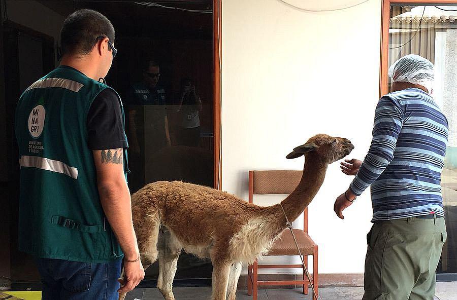 Tacna: Salvan a vicuña hallada moribunda en la carretera Binacional