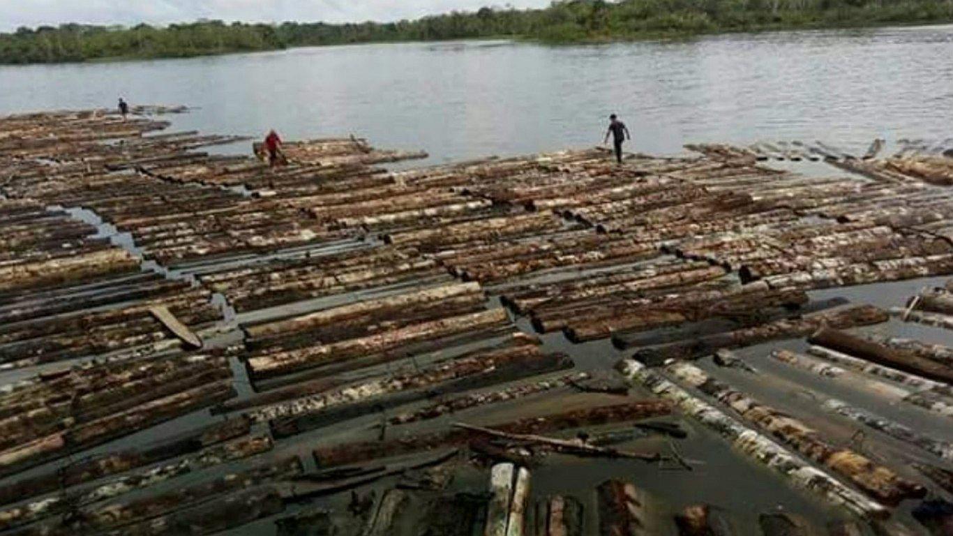 ​Recuperan 7 millones de pies tablares producto de la tala de árboles (FOTOS)