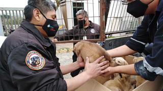 Seis cachorros abandonados en las calles de Surco son rescatados por la Brigada Canina