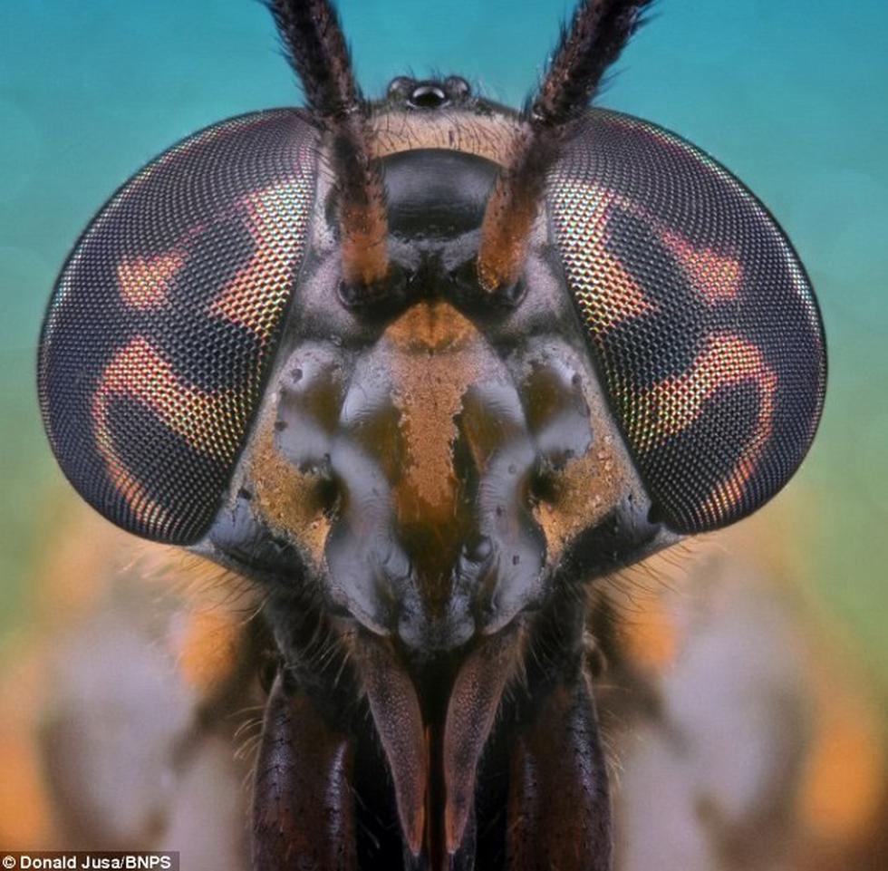 Cara a cara con los insectos más espeluznantes