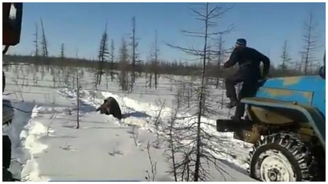 YouTube: Camiones atropellan a oso y conductores celebran muerte del animal (VIDEO)
