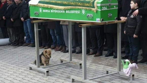 Turquía: Perro sigue visitando la tumba de su dueño
