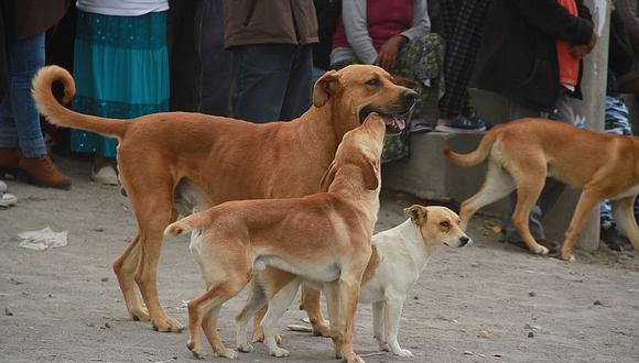 Comuna de Socabaya aprueba ordenanza para regular tenencia de canes