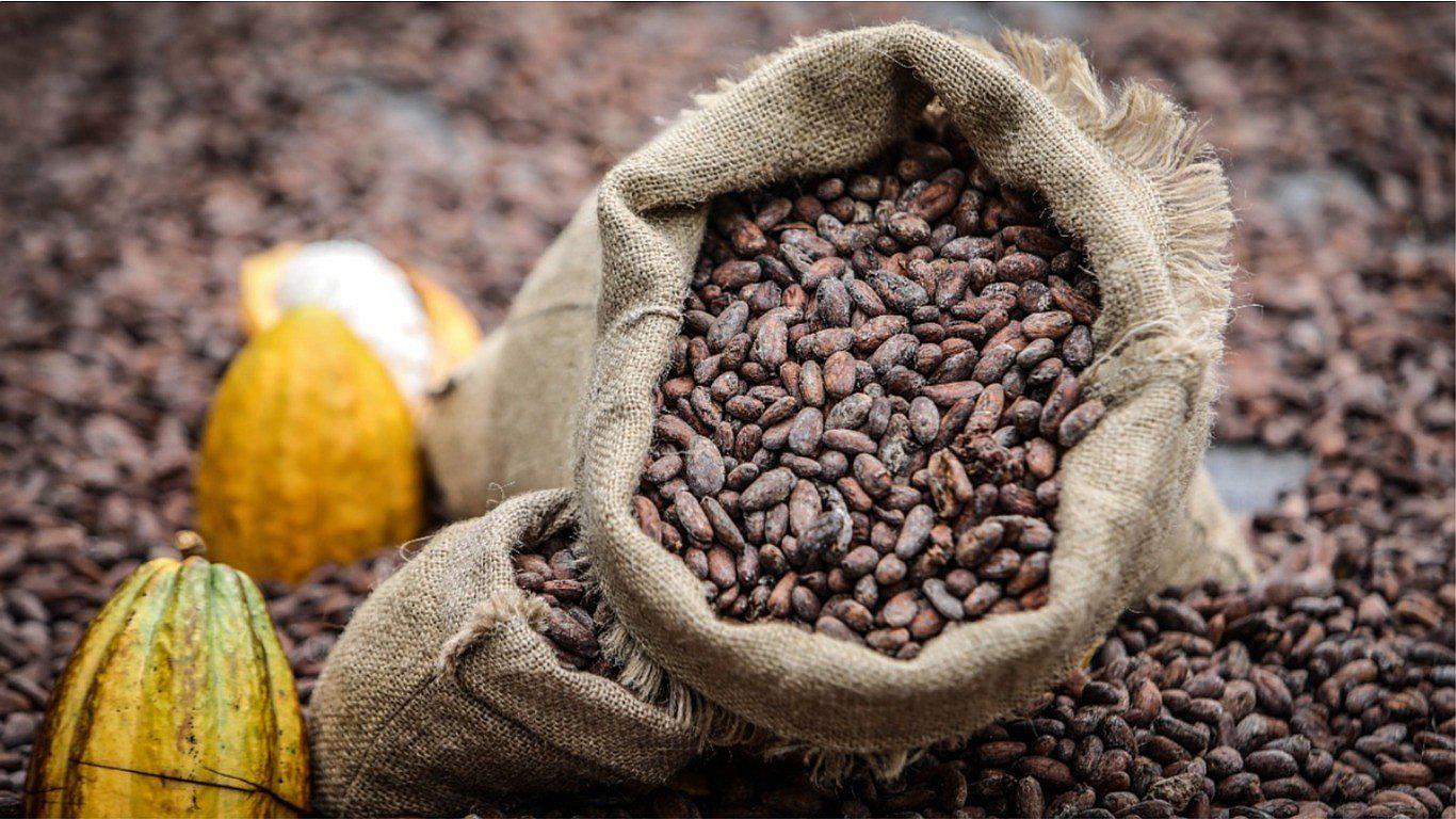 Cacao y café