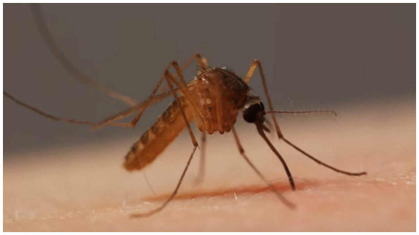 La presencia de mosquitos puede evitarse evitando la humedad en casa. 