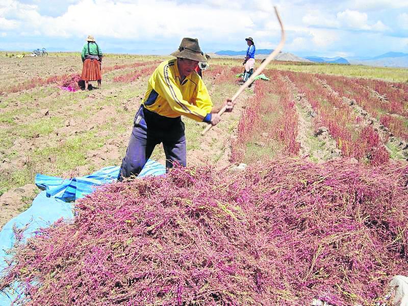 Arequipa: 900 toneladas de quinua y 400 de kiwicha en riesgo
