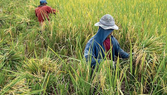 En esta campaña de arroz se han sembrado 414,239 hectáreas a nivel nacional y se promedia un rendimiento de 7.8 toneladas por hectáreas en arroz cascara. (Foto: AFP)