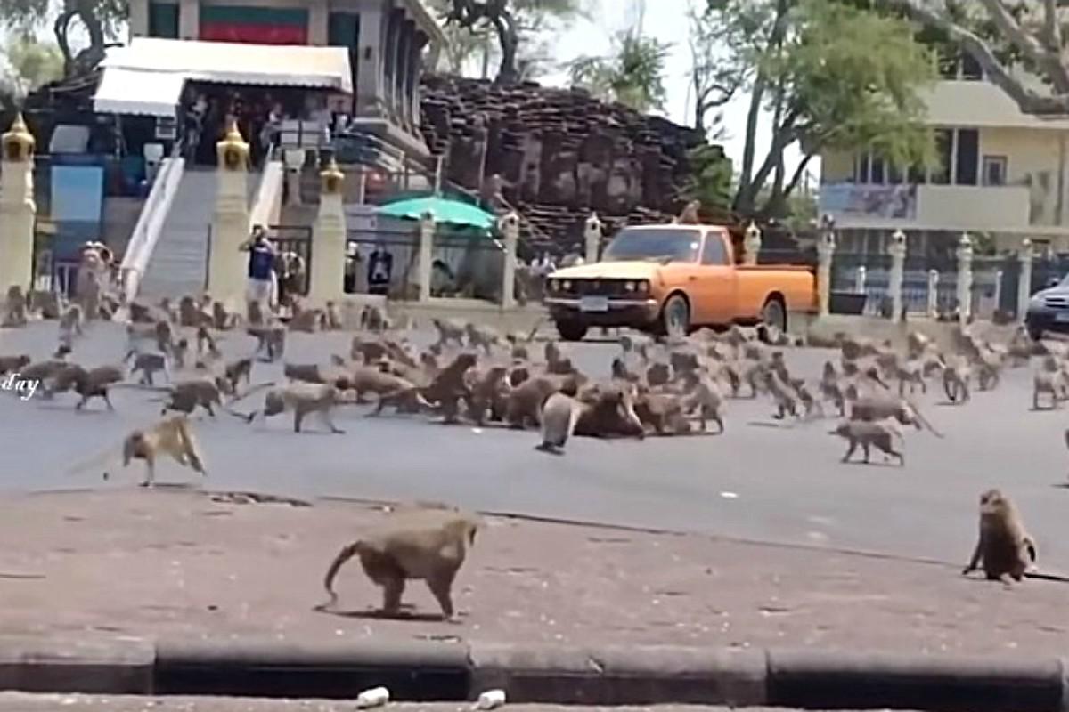 La principal fuente de alimentación de los primates son los plátanos que les regalan los turistas. (Foto: Captura)