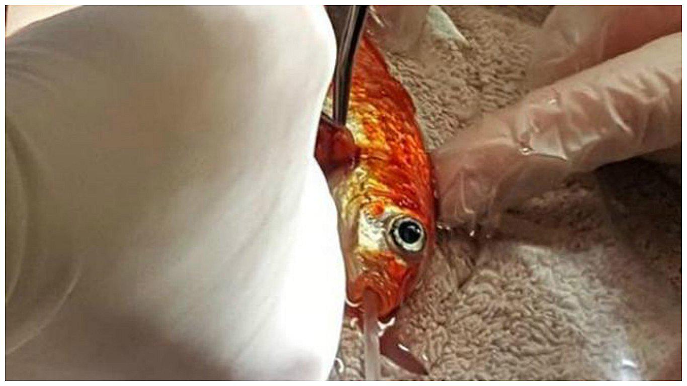 La particular operación a un pez con un tumor en una de sus aletas