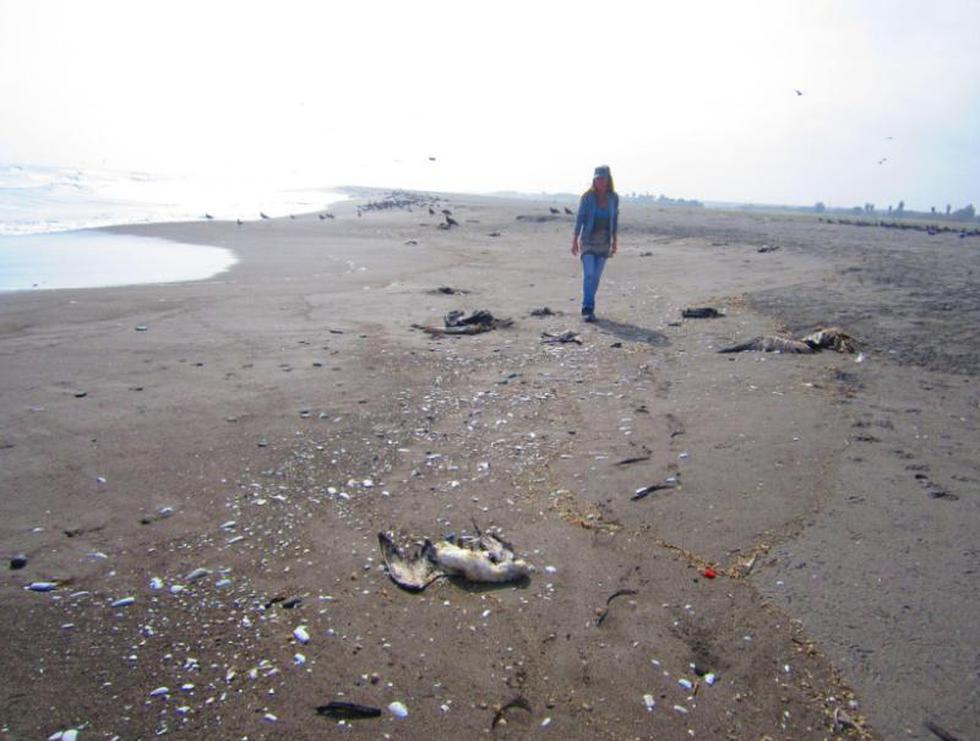 Arica: Miles de aves son halladas sin vida en el sector de Humedal