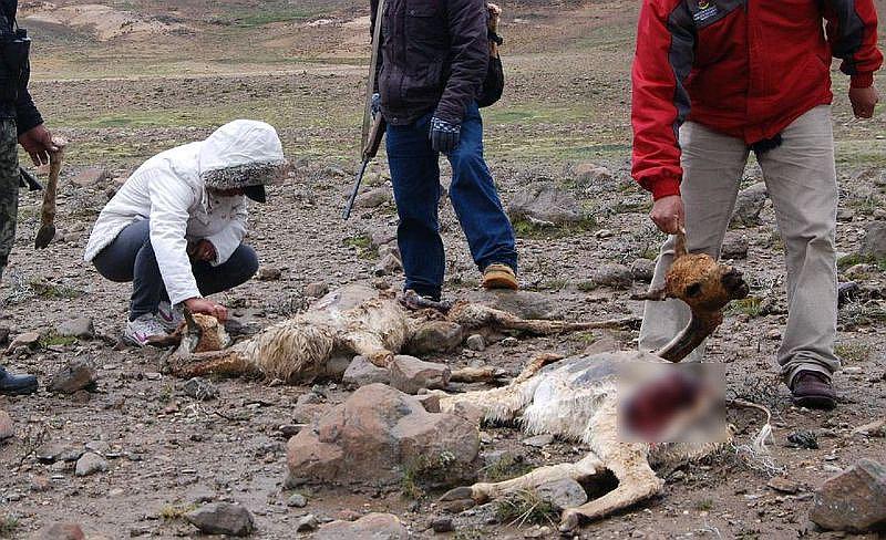 Hallan cinco cuerpos de vicuña en zona de amortiguamiento de Salinas y Aguada Blanca