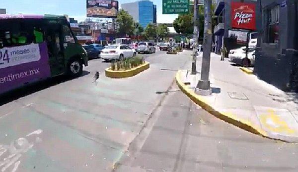 Twitter: impresionante rescate de perro que escapó de sus dueños y corrió por transitada avenida