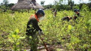 Carabaya: Cocaleros piden suspender erradicación de cultivos de hoja de coca