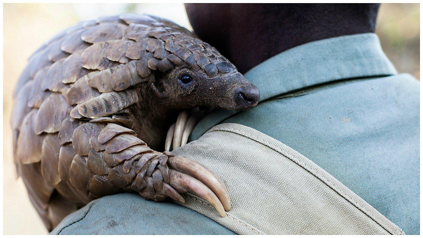 Pangolín, el animal más traficado del mundo y que inspiró a Pokémon 