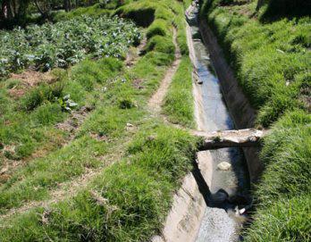 Con aguas negras
 riegan sembríos