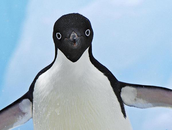 Antártida: Encuentran en pingüinos nuevo tipo de gripe aviar