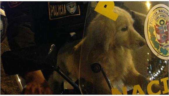 Facebook: Policía ayuda a perrito que andaba perdido y temblando por las calles de San Miguel