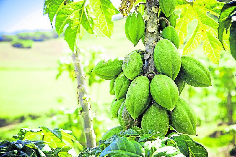 Papayitas andinas conquistan mercados
