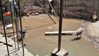 Chincha: colapso de red de desagüe afecta a vecinos de la avenida Luis Massaro  