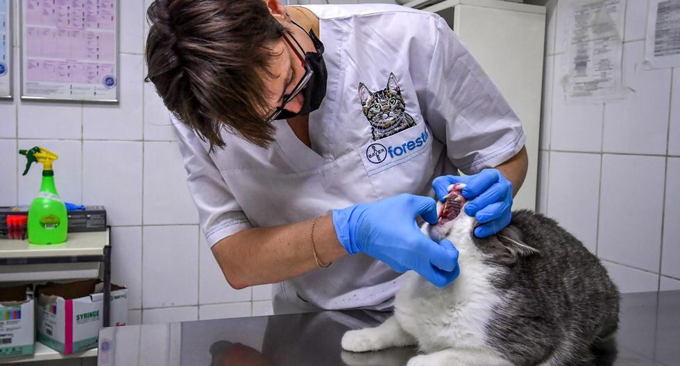 Imagen referencial. Un veterinario con una máscara facial examina a un gato. (AFP/Yuri Kadobnov).