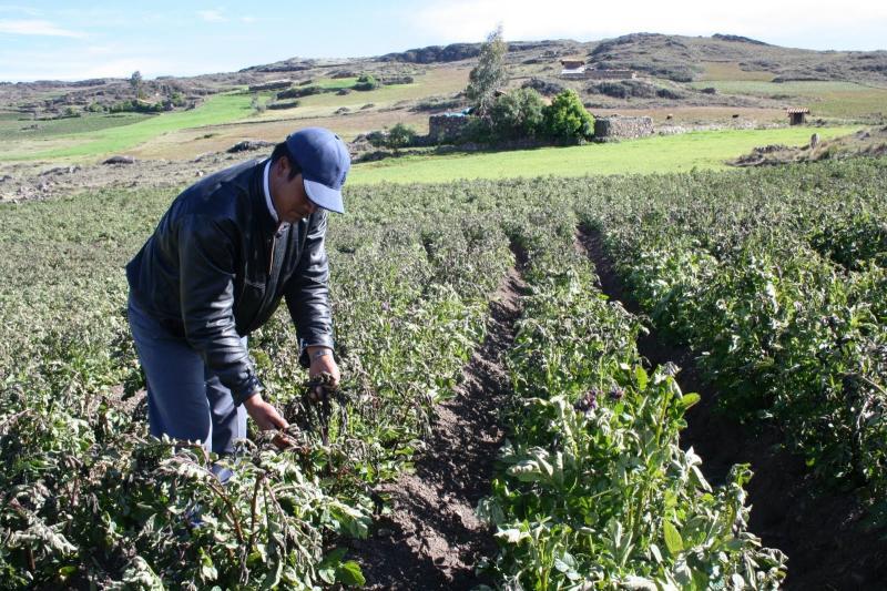 Papa, Maíz, Cebada y Yuca son alimentos que más se sembrarán en Junín