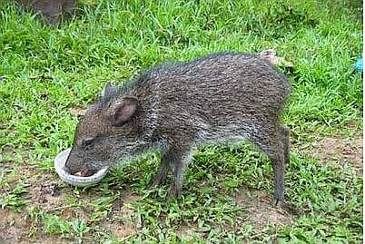 ​(Sernanp: La huangana se encuentra en peligro