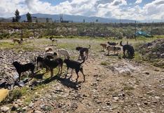 San Jerónimo: La población que vive asediada por canes callejeros a causa de botadero no controlado