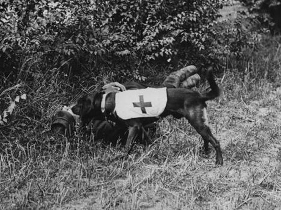 Así eran usados los animales en la Primera Guerra Mundial (FOTOS)