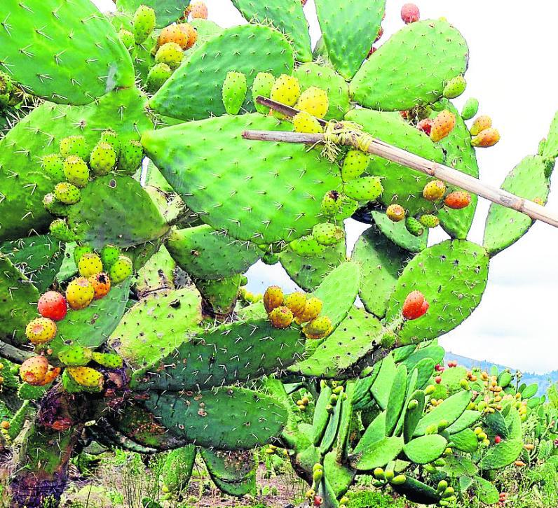 Aclimatarán plantas de tuna sin enfermedades
