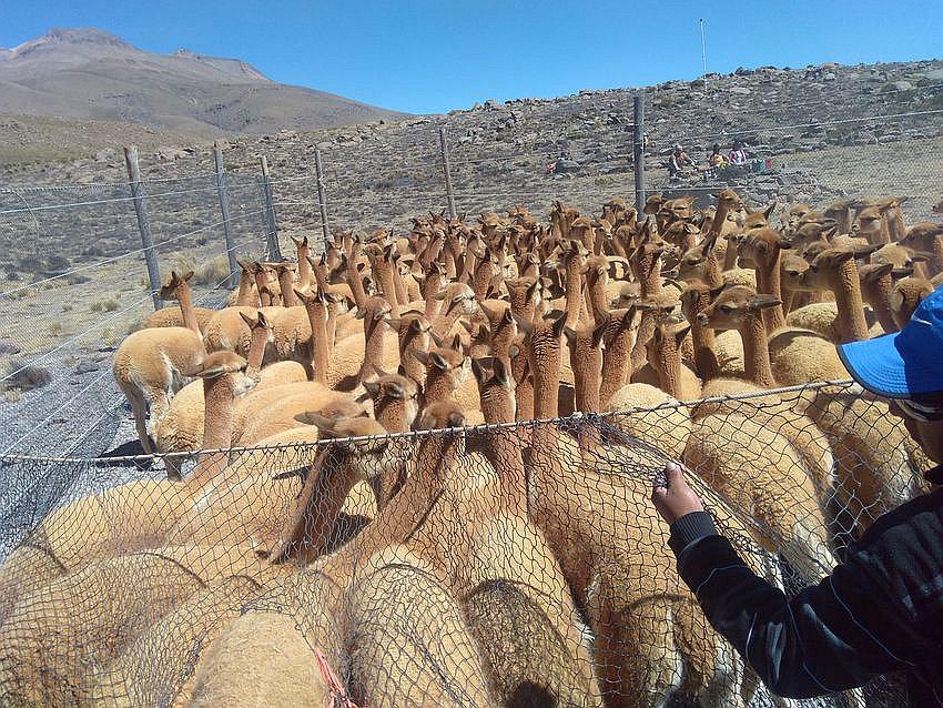 Mil 800 crías de vicuñas murieron por el frio 