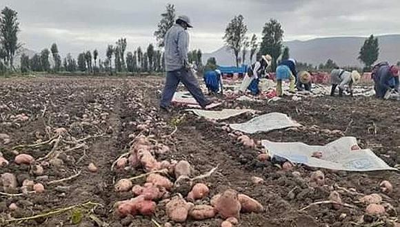 ​Agricultores del valle de Tambo con pérdida en cosecha de papa