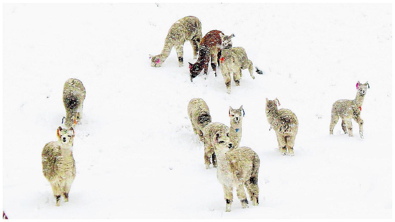 Huancavelica: Estrés térmico afecta a los camélidos sudamericanos de la región 