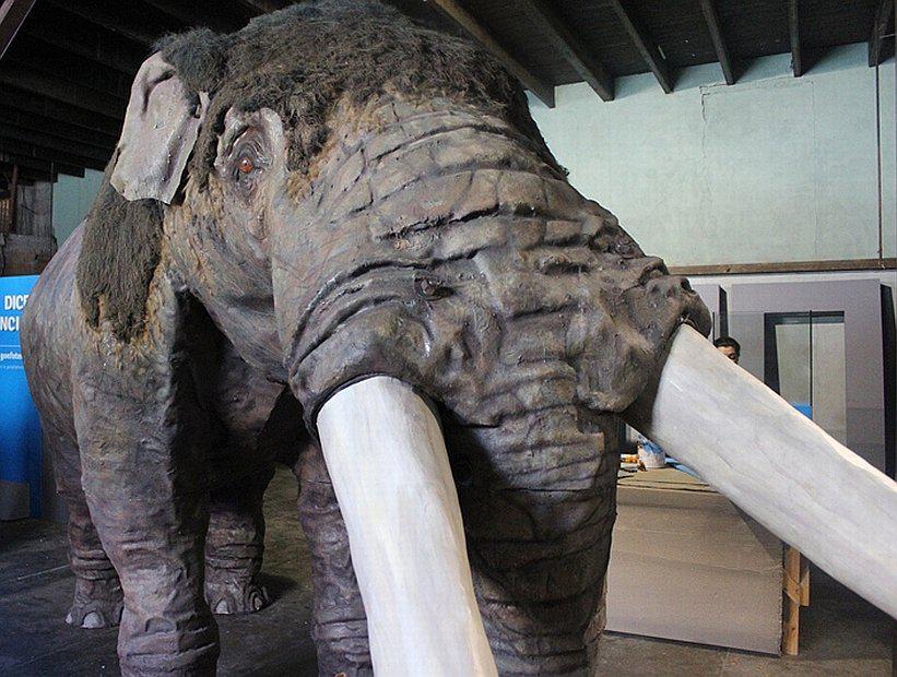 Elefante "Gonfoterio" de más de 10.000 años es exhibido en Arica 