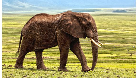 Centenas de elefantes han muerto a causa de cianobacterias. (Foto referencial. Pixabay)