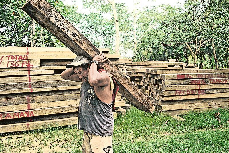 Nuestra flora silvestre se encuentra en peligro