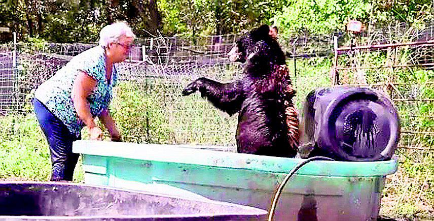 Abuelita convive con dos osos y un tigre en su casa