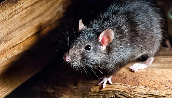 Esta enfermedad viral transmitida por ratas infectó a más de una decena de personas | Foto: Pixabay/Referencial