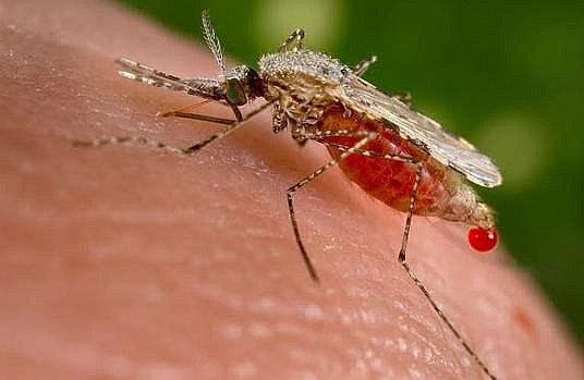 Cinco casos de malaria fueron detectados en Arequipa
