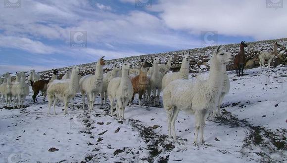 Entregarán tres mil frazadas en la zona andina por helada