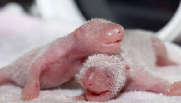 Nacen gemelas panda gracias a inseminación artificial