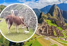 Nacimiento de llamita en pleno Machu Picchu causa sensación (VIDEO)