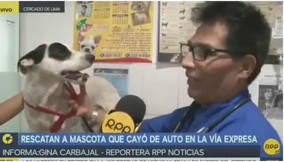 Veterinario revela estado de salud de perrito que cayó en plena Vía Expresa (VIDEO)